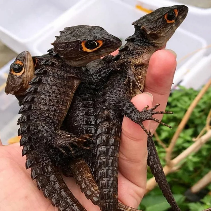 Baby Dragons